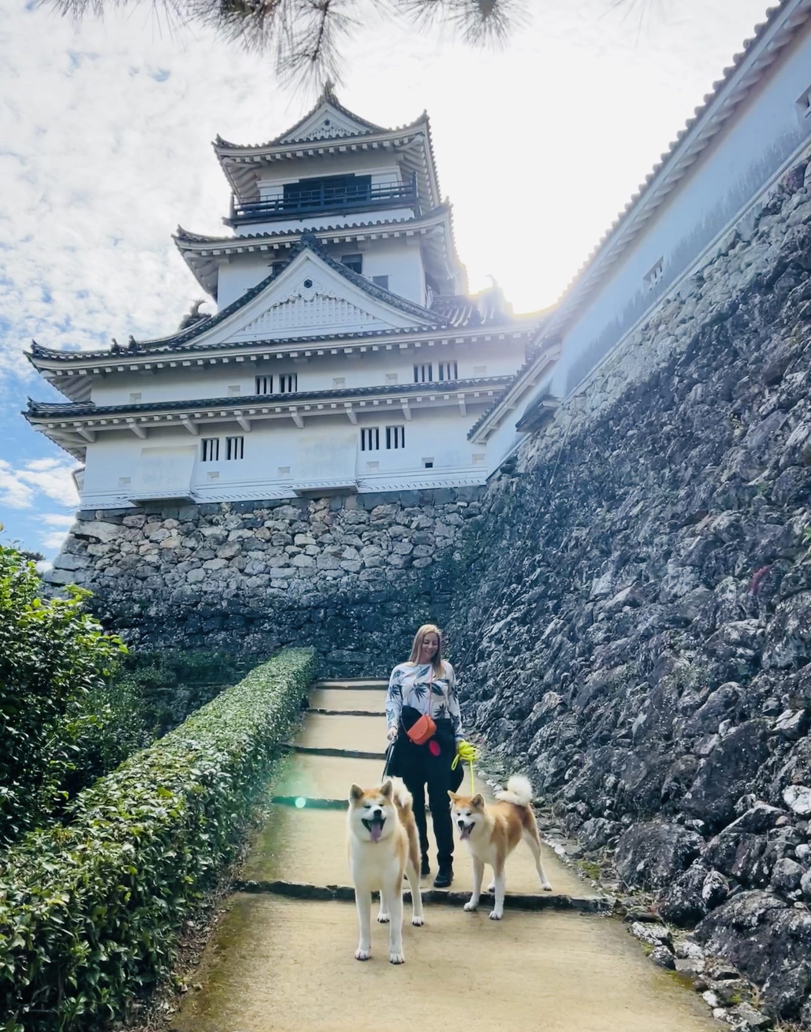 sightseeing Japan with Akitas – Fuen No Oka