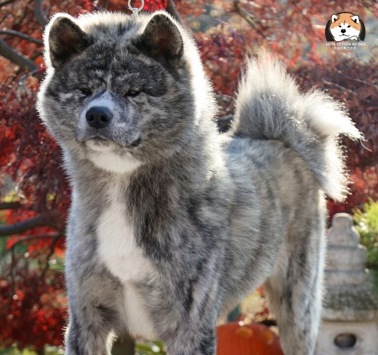 DAIHACHIDAI GO Fuen No Oka