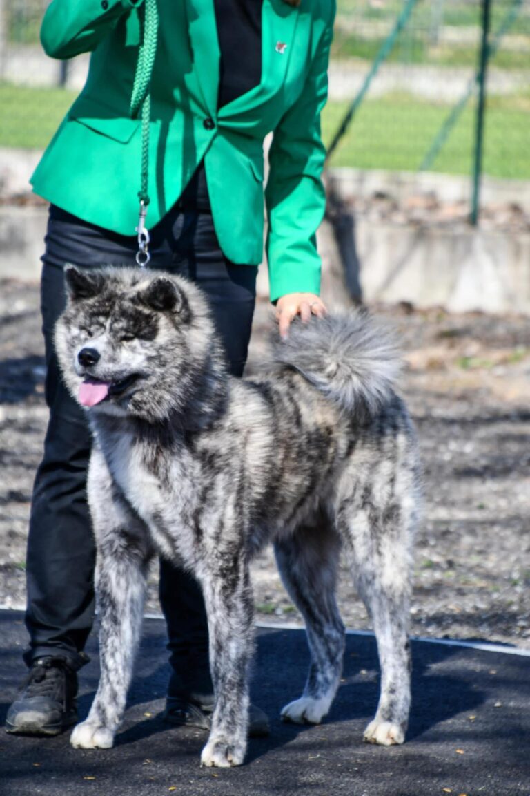 DAIHACHIDAI GO Fuen No Oka