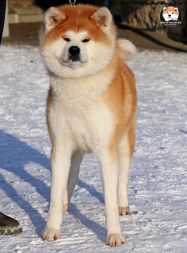 KASUGA GO