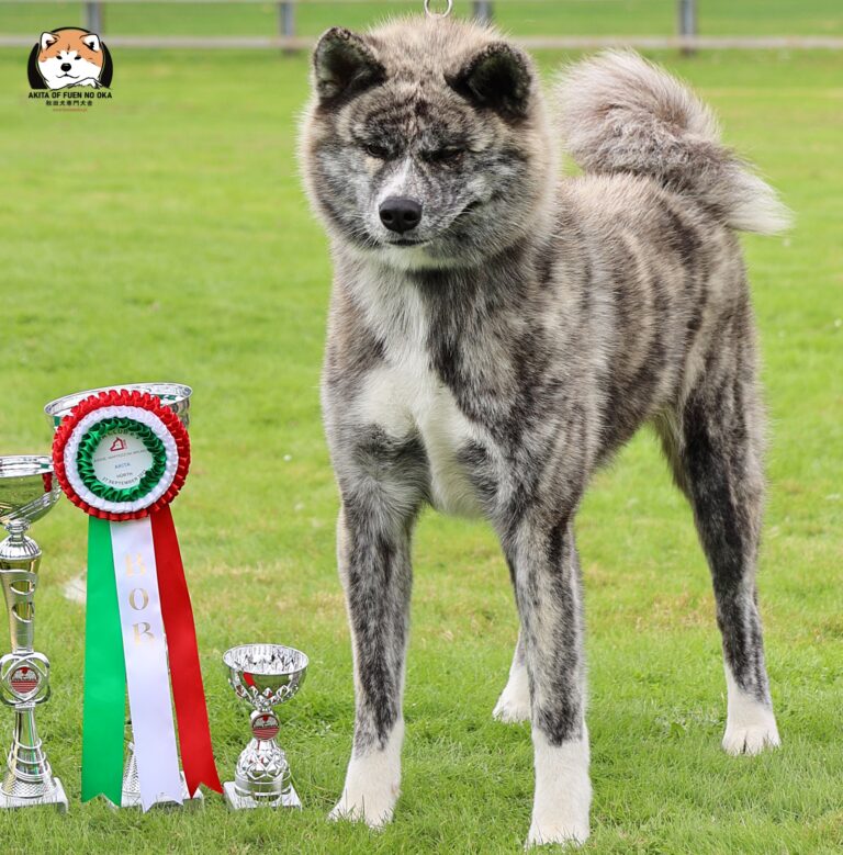 KUROZANA - Germany 2026