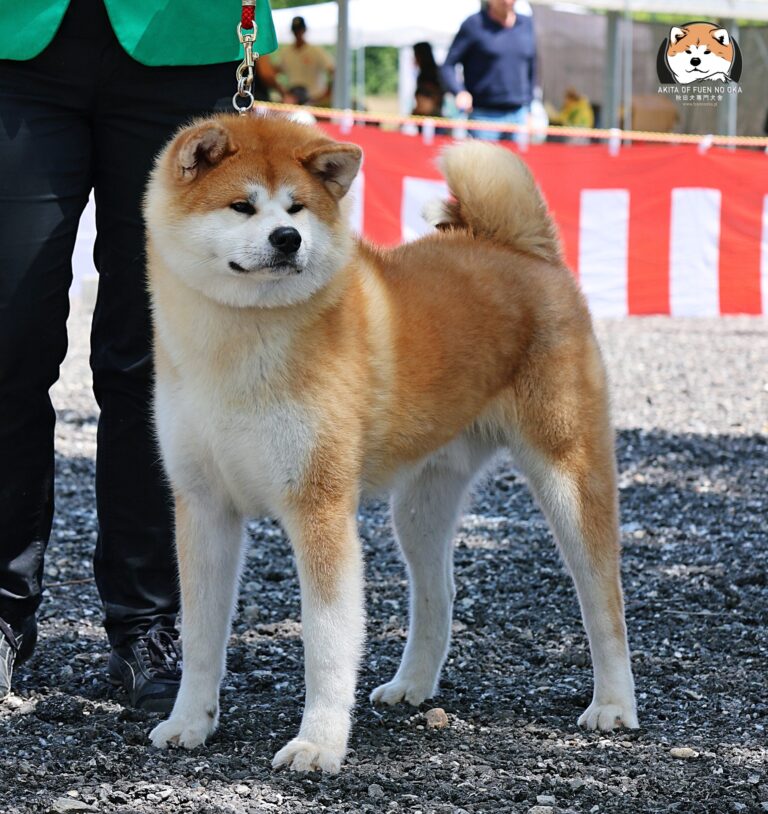 MUNEYOSHI GO Fuen No Oka