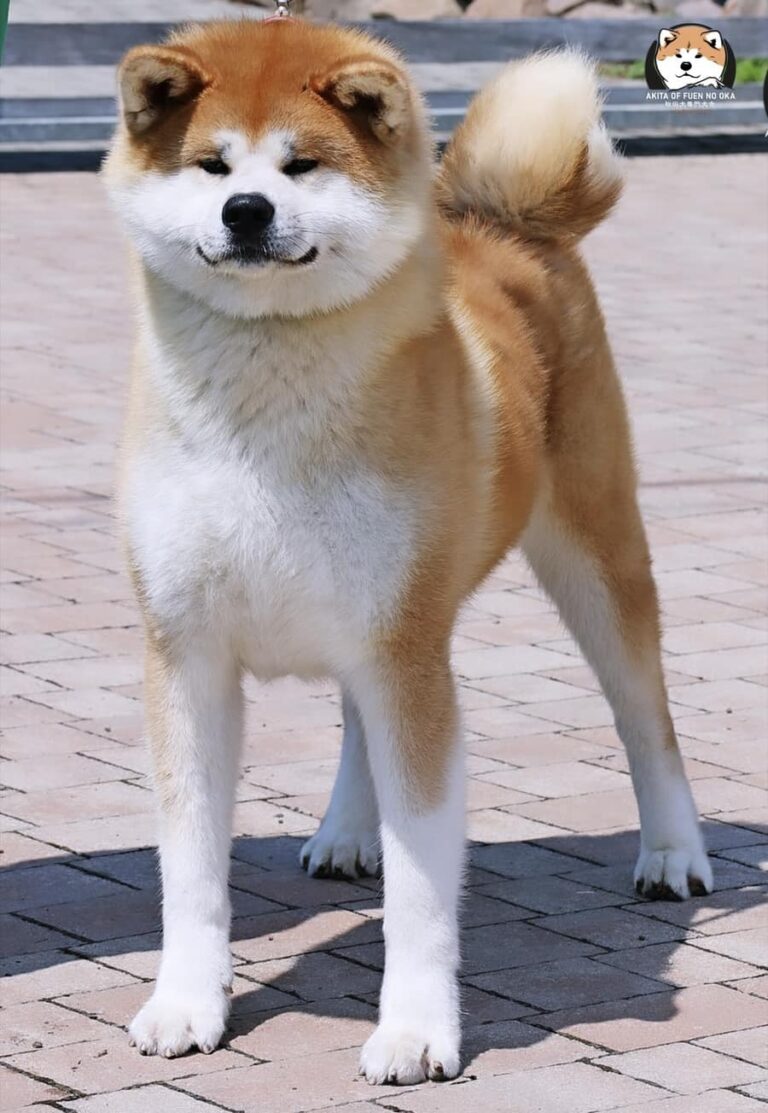 MUNEYOSHI GO Fuen No Oka