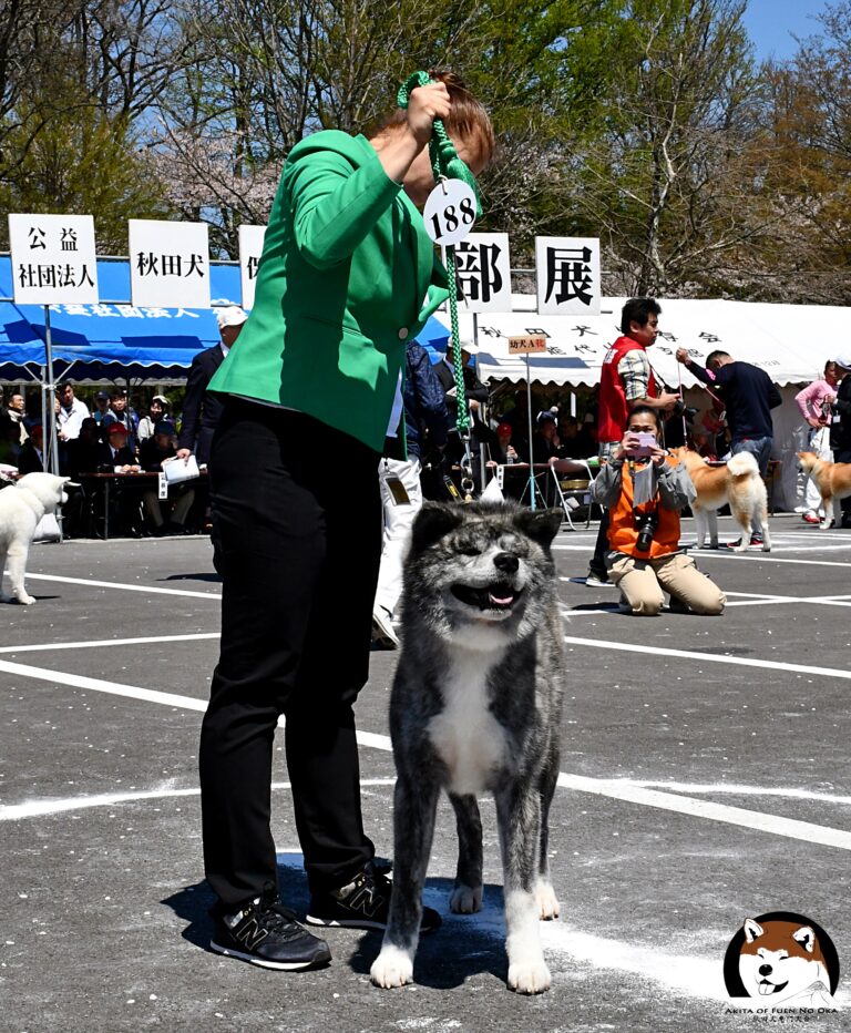 Tokuyuu Winner at 140th Honbuten Show in Japan