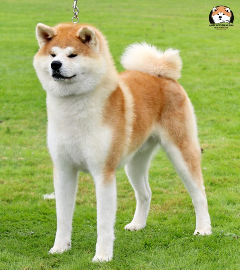 WAKAHIRYUU GO Fuen No Oka