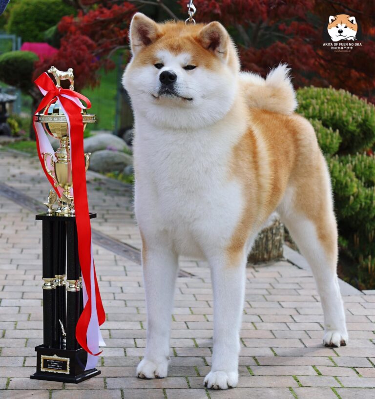 WAKAHIRYUU GO Fuen No Oka
