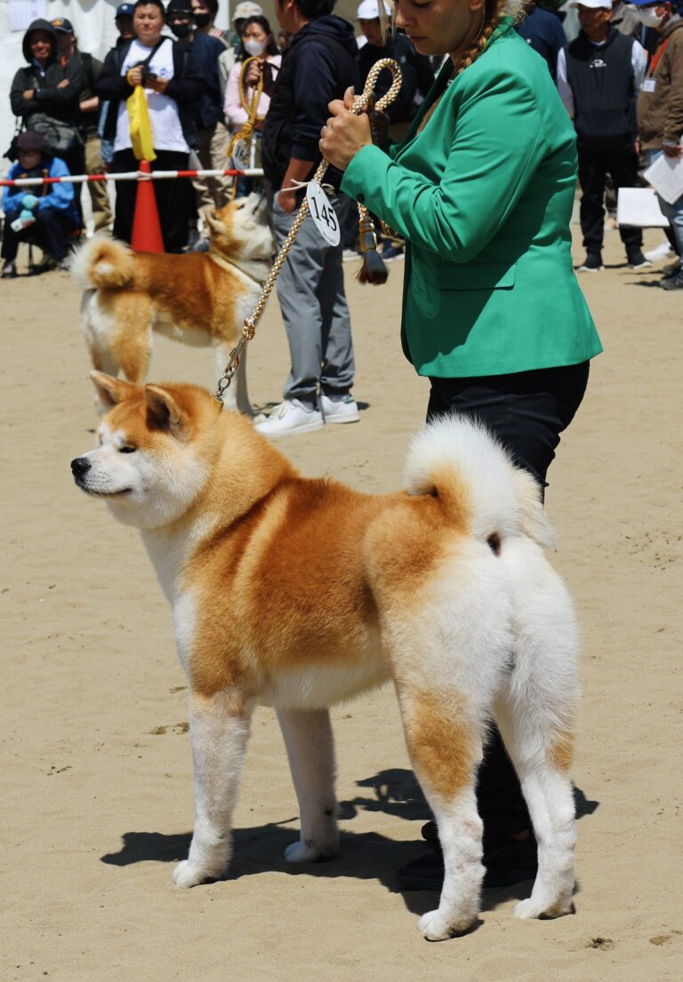 WAKAHIRYUU GO Fuen No Oka