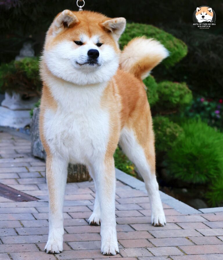 YAEZURU GO Fuen No Oka