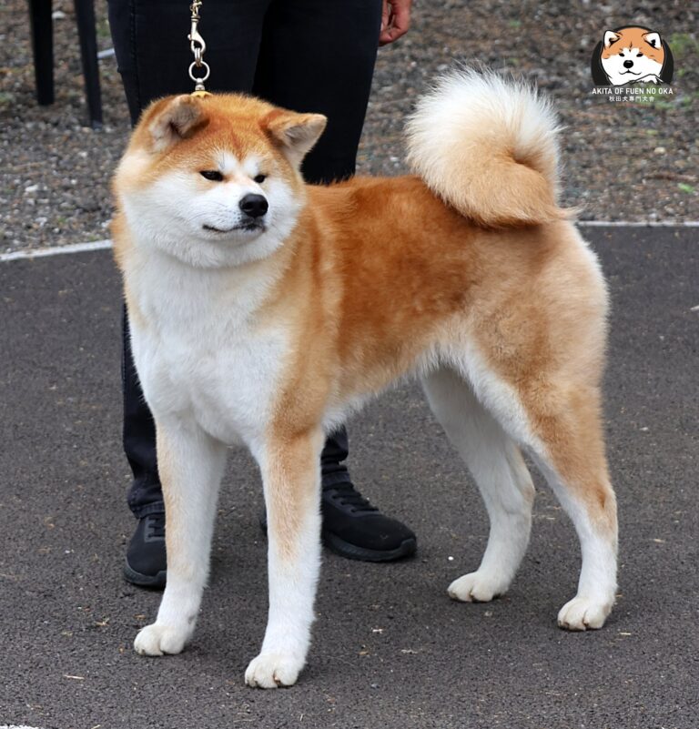 YAEZURU GO Fuen No Oka