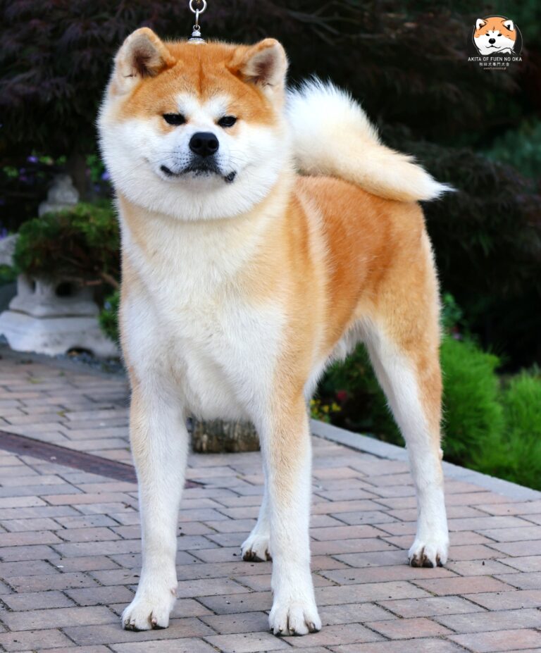 YOSHINOBU GO Fuen No Oka