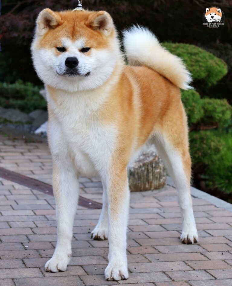 YOSHINOBU GO Fuen No Oka