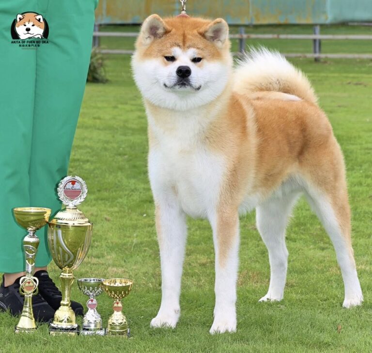YOSHINOBU GO Fuen No Oka