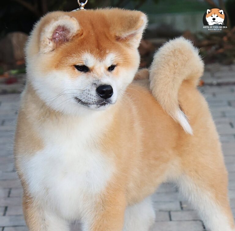 YOSHINOBU GO Fuen No Oka