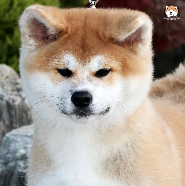 YOSHINOBU GO Fuen No Oka