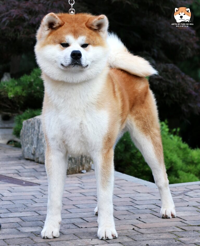 YOSHINOBU GO