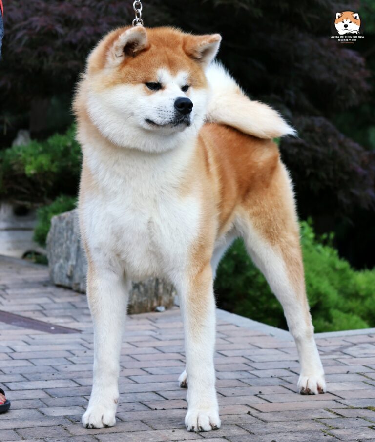 YOSHINOBU GO Fuen No Oka
